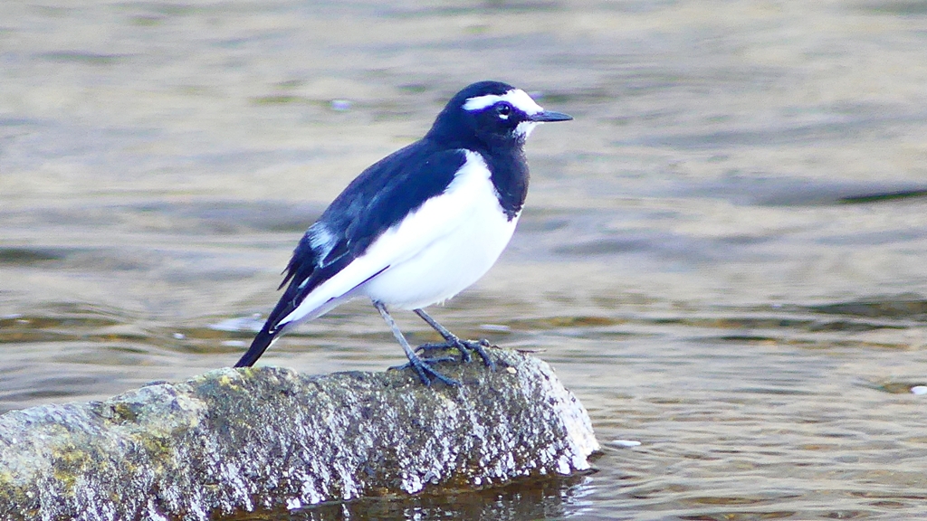 P2330687：セグロセキレイ