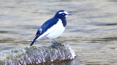 P2330687：セグロセキレイ