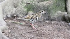 P1010120：トラツグミ