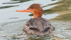 DSCN7200：ウミアイサ