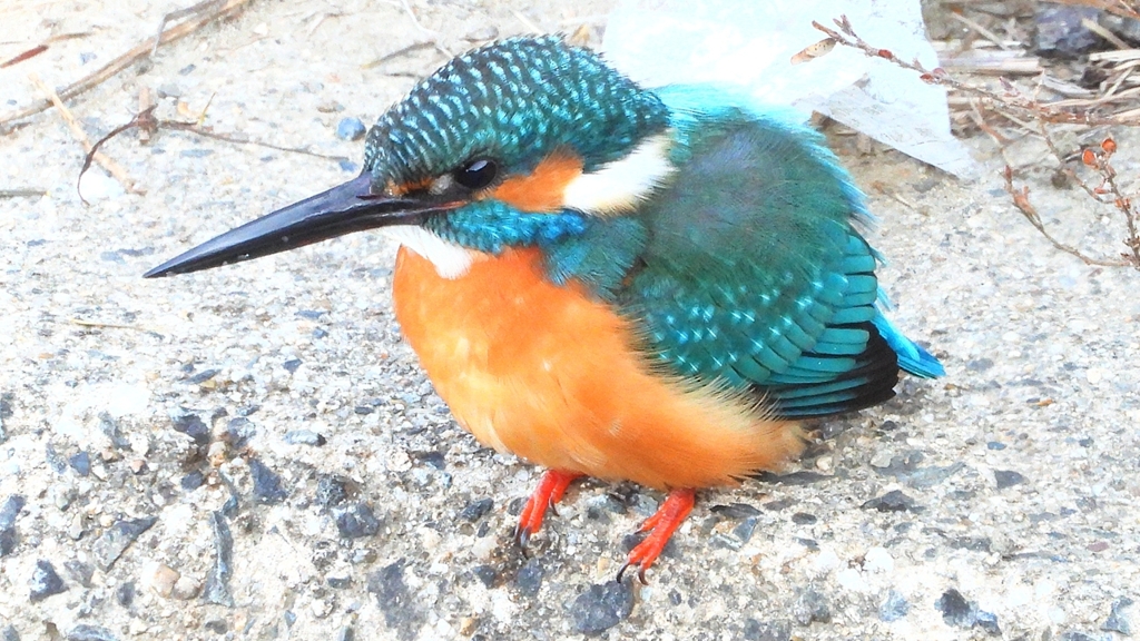 DSCN6396：カワセミ（オス）