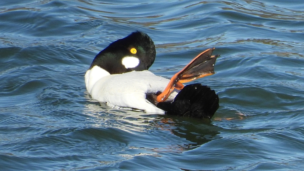 DSCN5601：ホオジロガモ（オス）