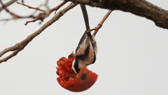 DSCN8571：エナガ