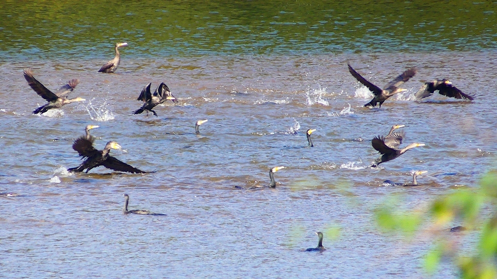 P2330154：カワウの狩り