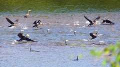 P2330154：カワウの狩り