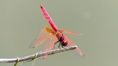 P2300687：ベニトンボ（オス）