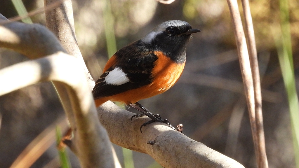 DSCN9050：ジョウビタキ（オス）