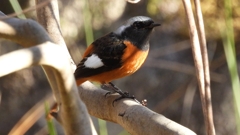 DSCN9050：ジョウビタキ（オス）