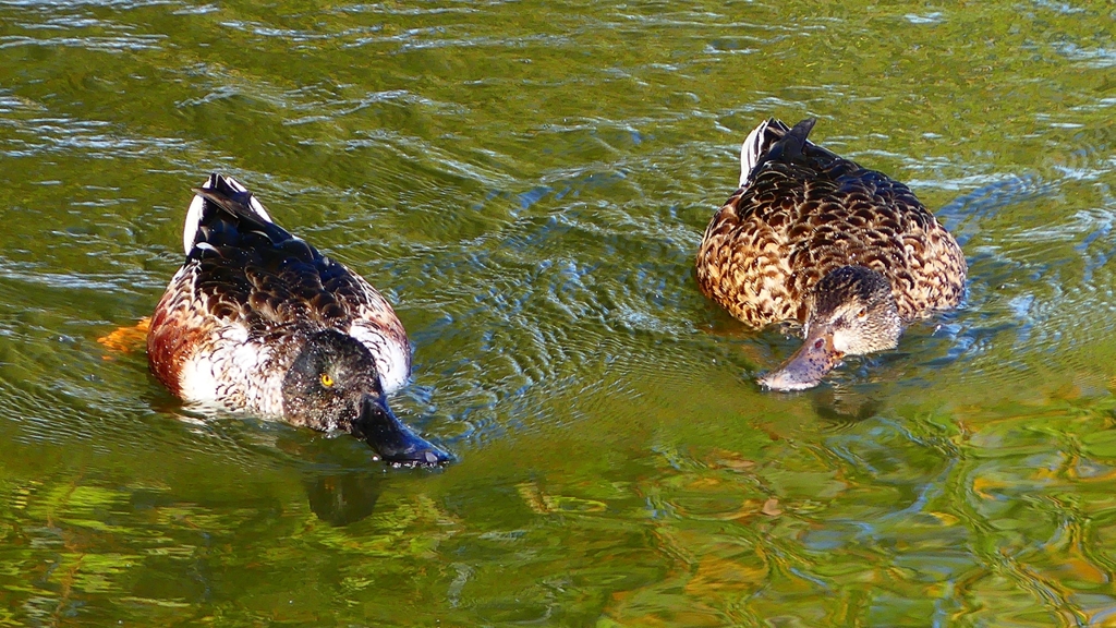 P2360087：ハシビロガモ