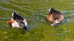 P2360087：ハシビロガモ