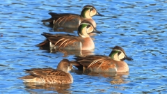 DSCN7880：トモエガモ