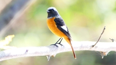 P2300501：ジョウビタキ（オス）