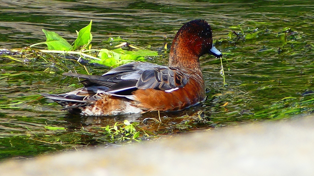 P2340889：ヒドリガモ