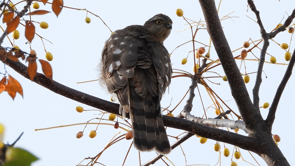 DSCN3039：ハイタカ