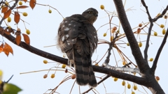 DSCN3039：ハイタカ