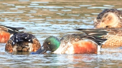 DSCN6092：ハシビロガモ