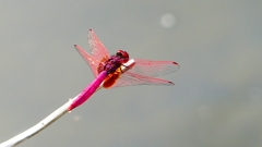 P2290204：ベニトンボ（オス）