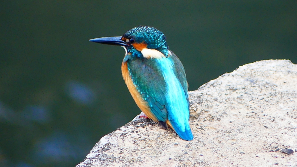 P2410066：カワセミ（オス）