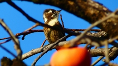 P2410781：コゲラ