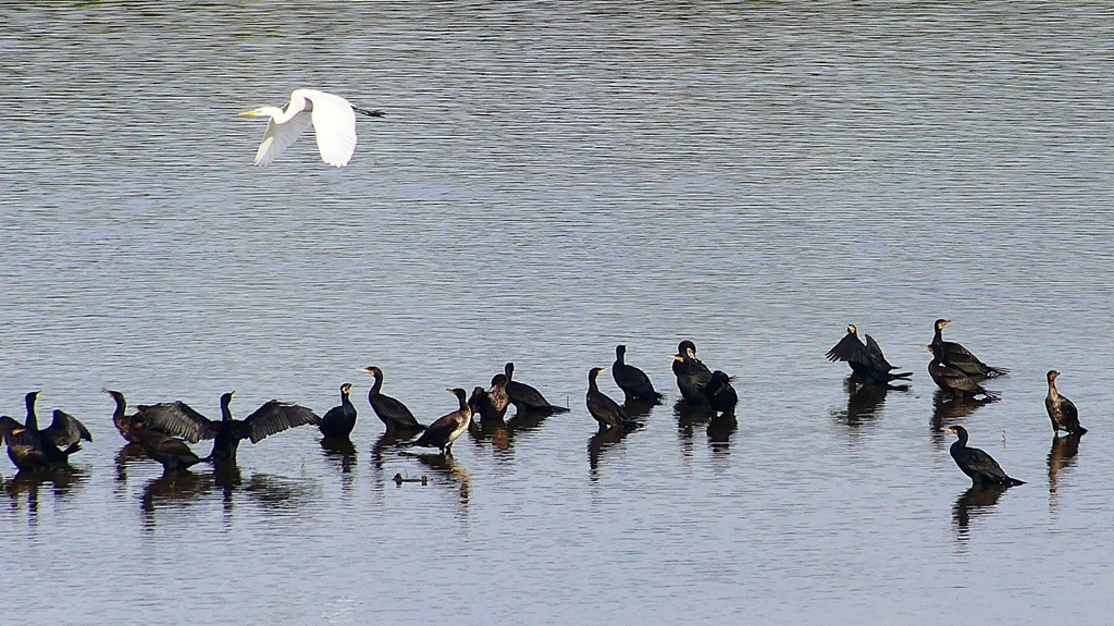 P2360867：カワウ他