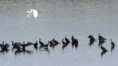 P2360867：カワウ他