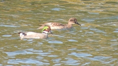 DSCN0827：ヨシガモ