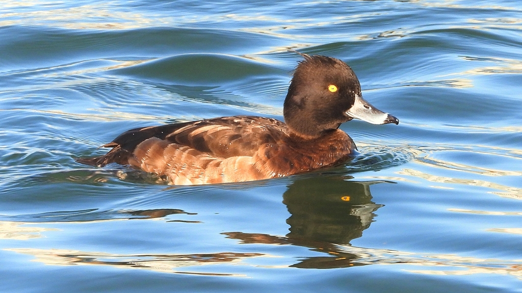 DSCN6501：キンクロハジロ（メス）