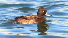 DSCN6501：キンクロハジロ（メス）