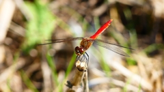 P2330545：アキアカネ（オス）