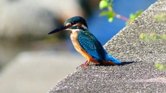 P2270318:カワセミ(オス) P2270318:カワセミ(オス)