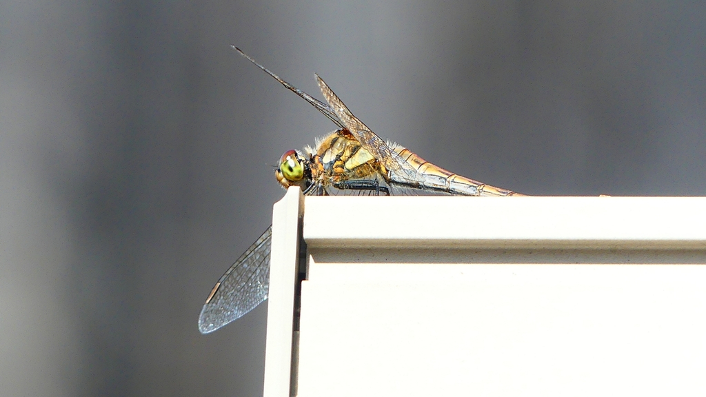 P2370841：アキアカネ（メス）