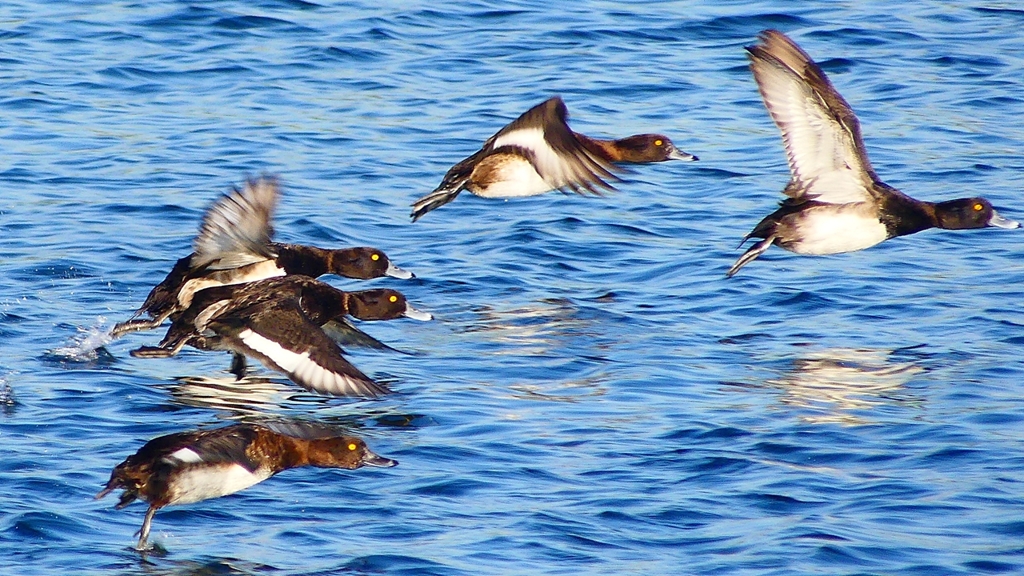 P2380177：飛ぶキンクロハジロ
