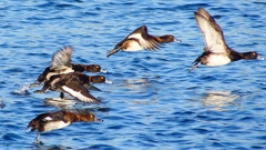 P2380177：飛ぶキンクロハジロ