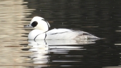 DSCN3198：ミコアイサ（オス）