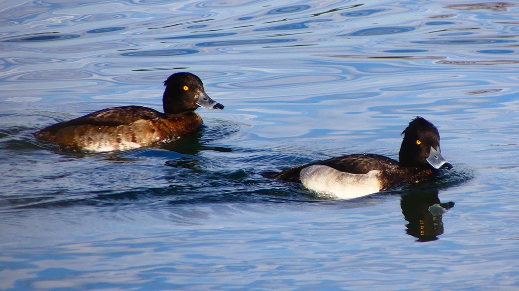 P2360596：キンクロハジロ