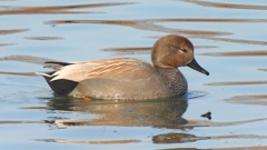 DSCN7455：オカヨシガモ（オス）