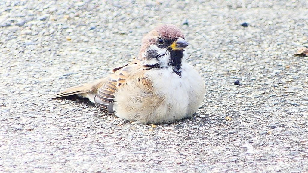 P2280473：スズメ
