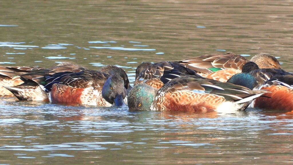 DSCN6073：ハシビロガモ