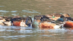 DSCN6073：ハシビロガモ