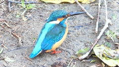 DSCN5924：カワセミ（オス）