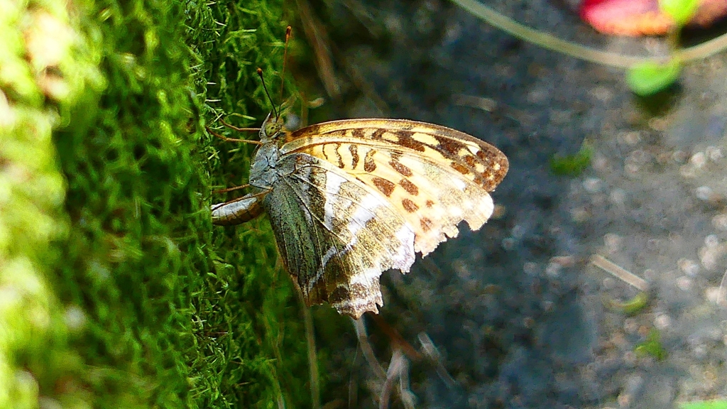 P2260440：ミドリヒョウモン