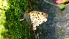 P2260440：ミドリヒョウモン