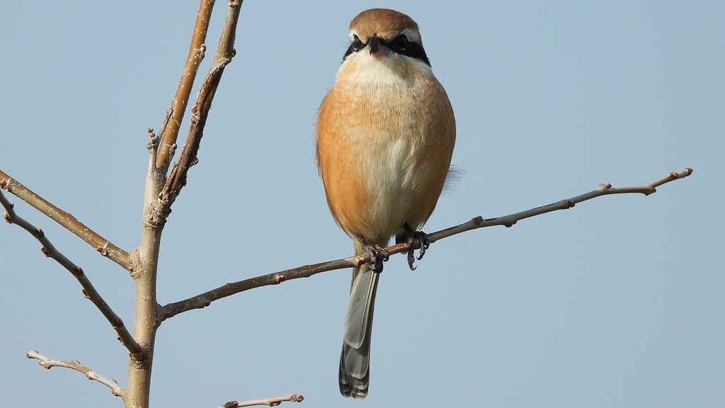 DSCN4423：モズ（オス）