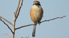 DSCN4423：モズ（オス）