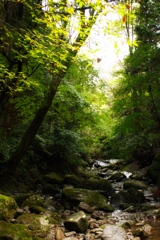 屋久島行きたい