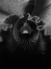 華