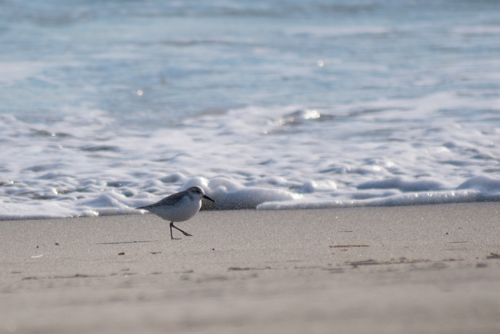 砂浜の鳥