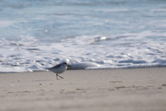 砂浜の鳥