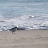 砂浜の鳥