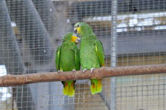 なかよしインコ